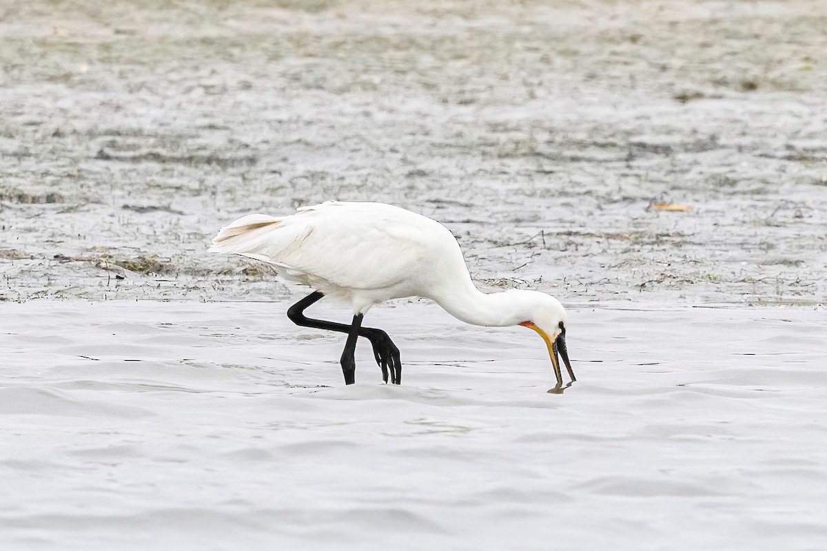 Eurasian Spoonbill - ML614453601