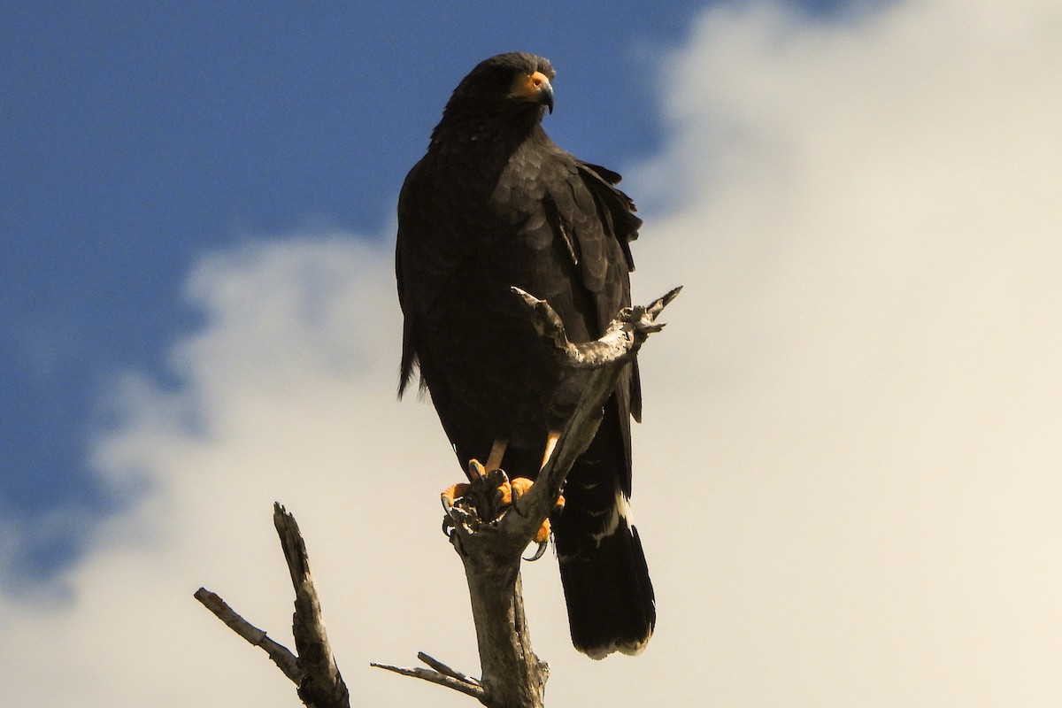 Common Black Hawk - ML614453608