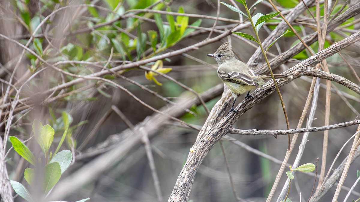 Plain-crested Elaenia - ML614453610