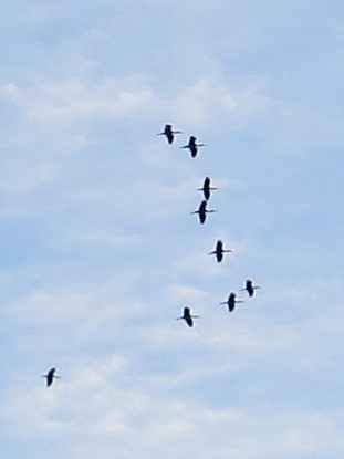 Glossy Ibis - ML614453620