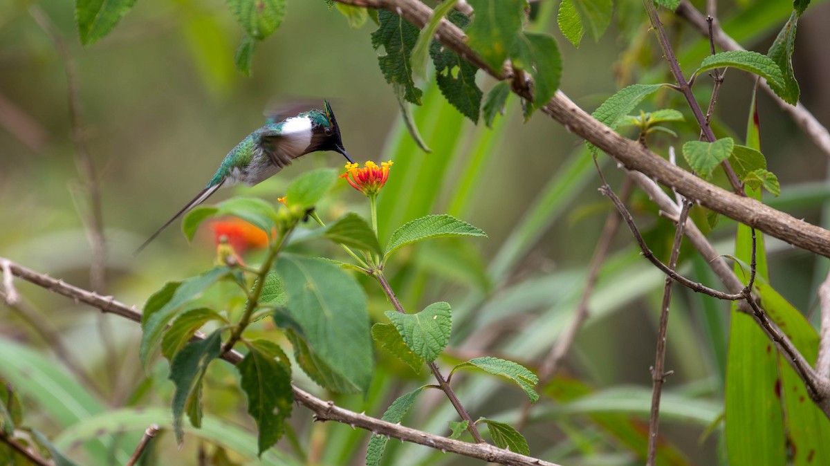 Horned Sungem - ML614453628