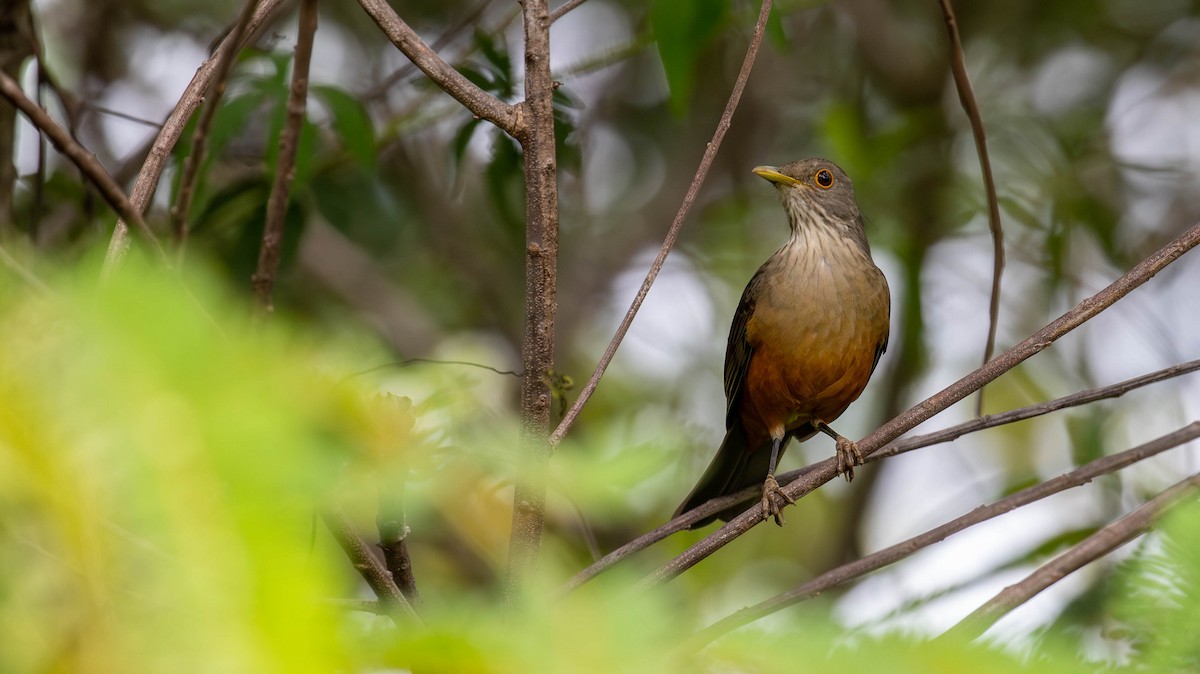 Rufous-bellied Thrush - ML614453636