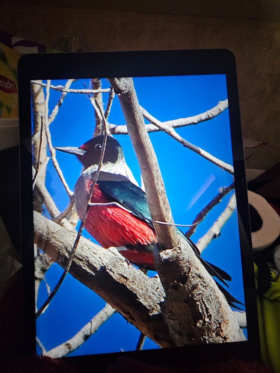 Lewis's Woodpecker - ML614453691