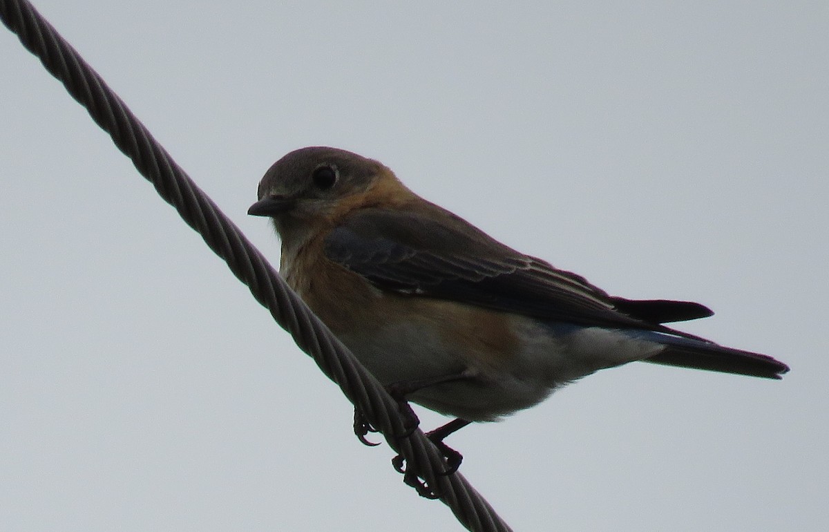 Eastern Bluebird - ML614453744