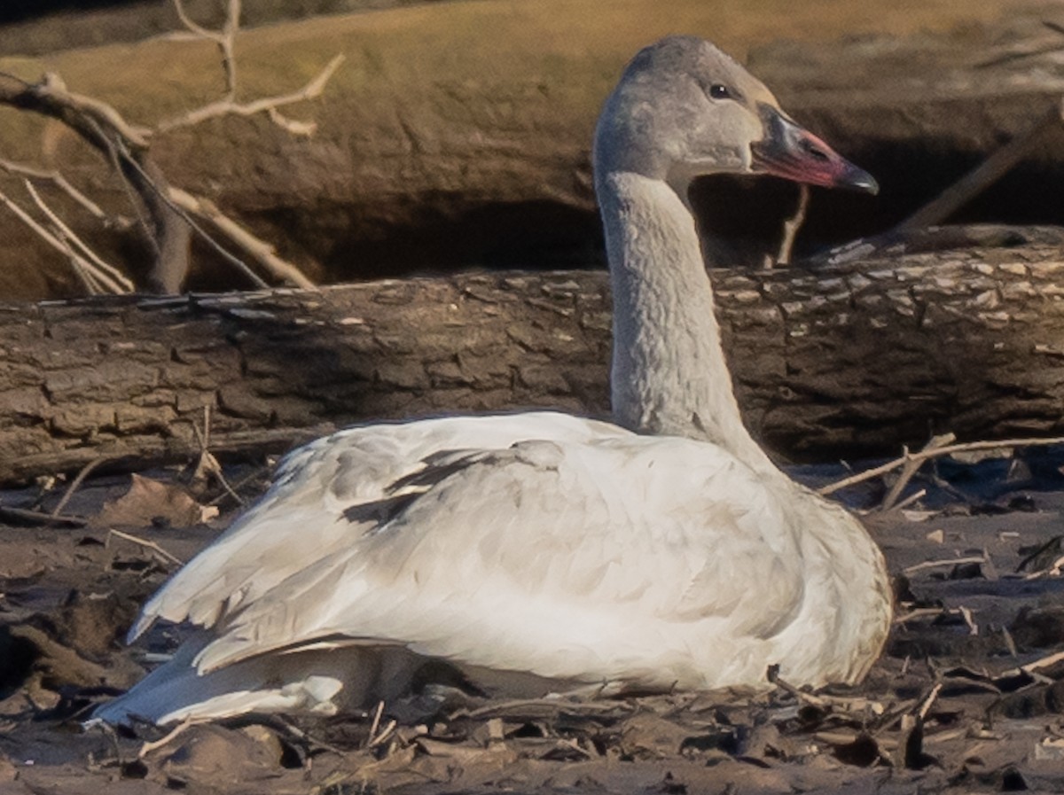 Trumpeter Swan - ML614453760