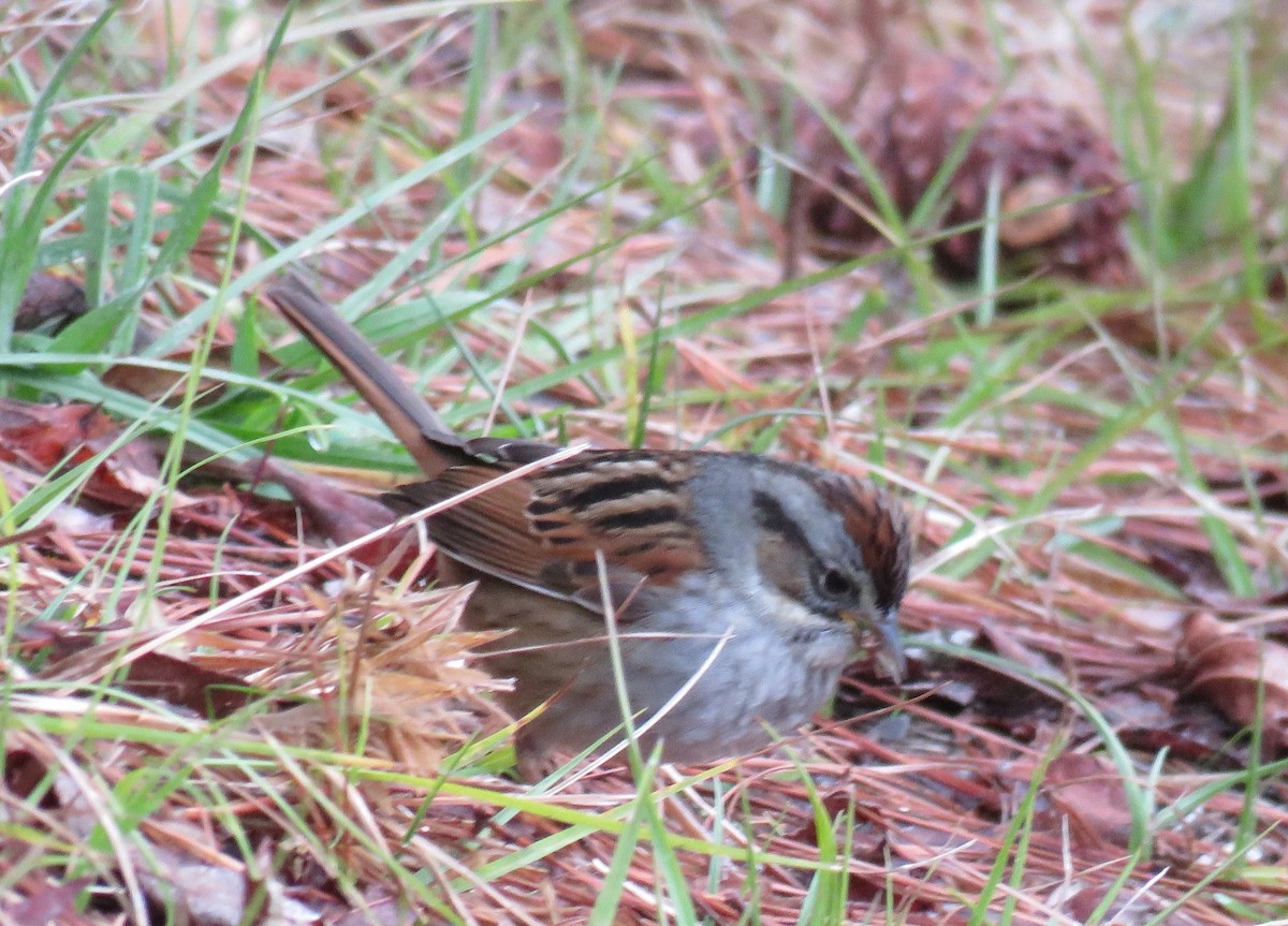 Swamp Sparrow - ML614453765