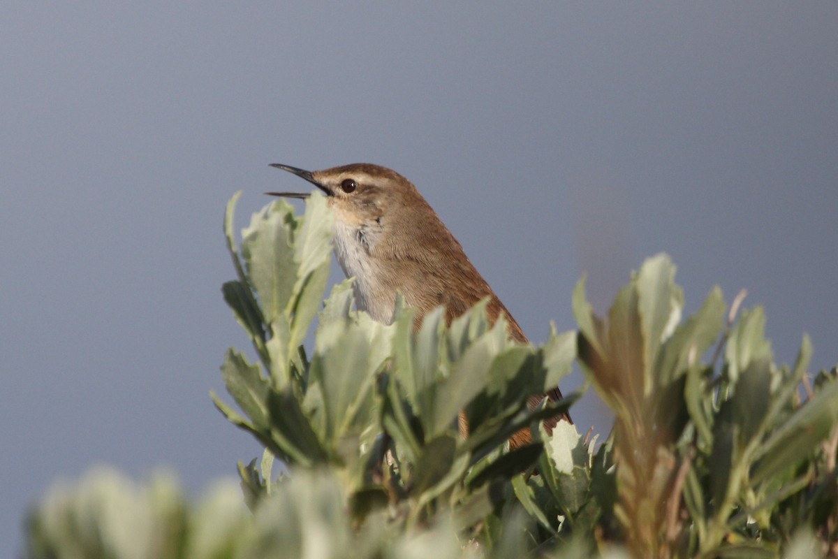 Little Rush Warbler - ML614453855