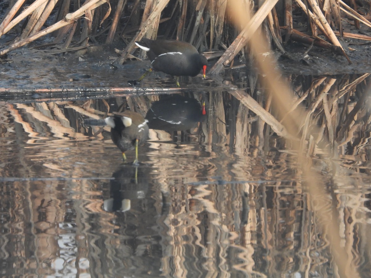 Eurasian Moorhen - Vidhya Sundar