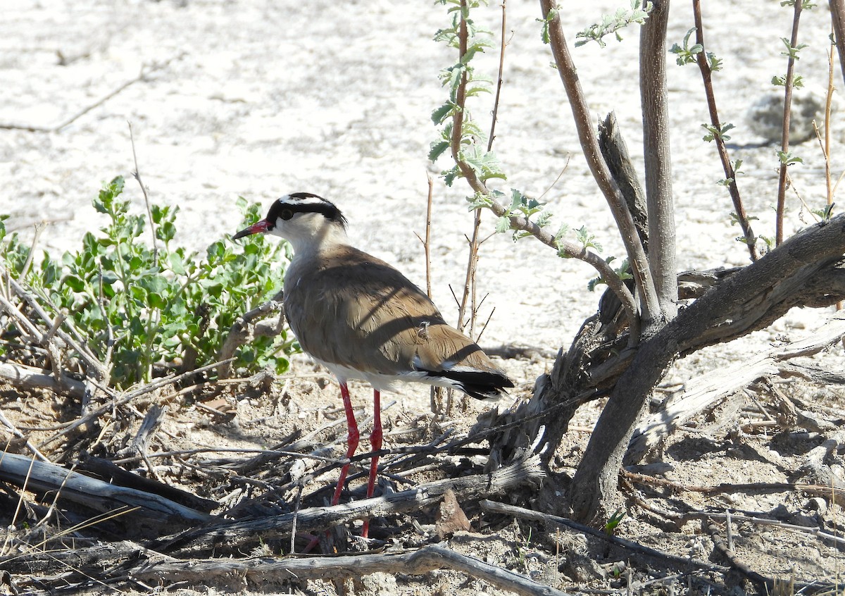 Crowned Lapwing - ML614453924
