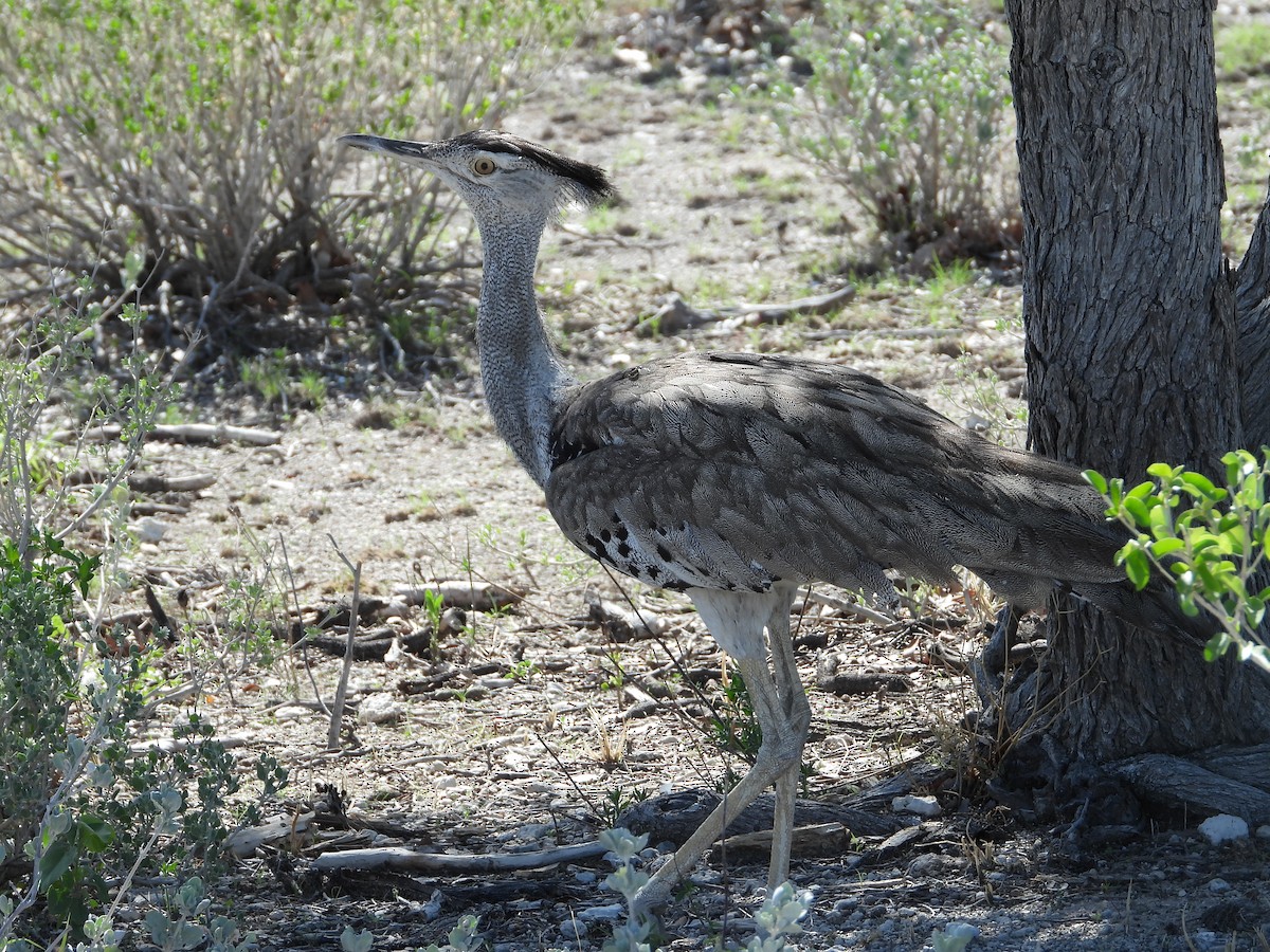 Kori Bustard - ML614454000