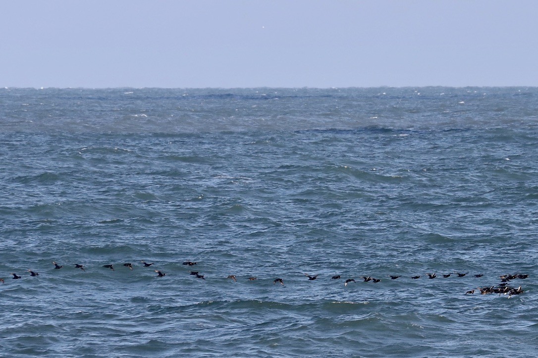 Black Scoter - JoAnn Dalley