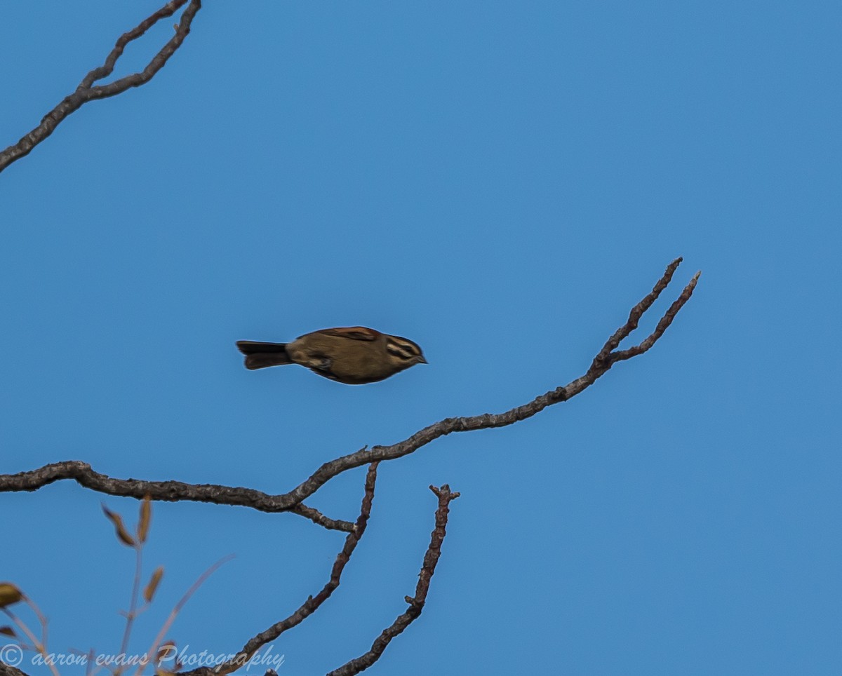 Cape Bunting - ML61445401