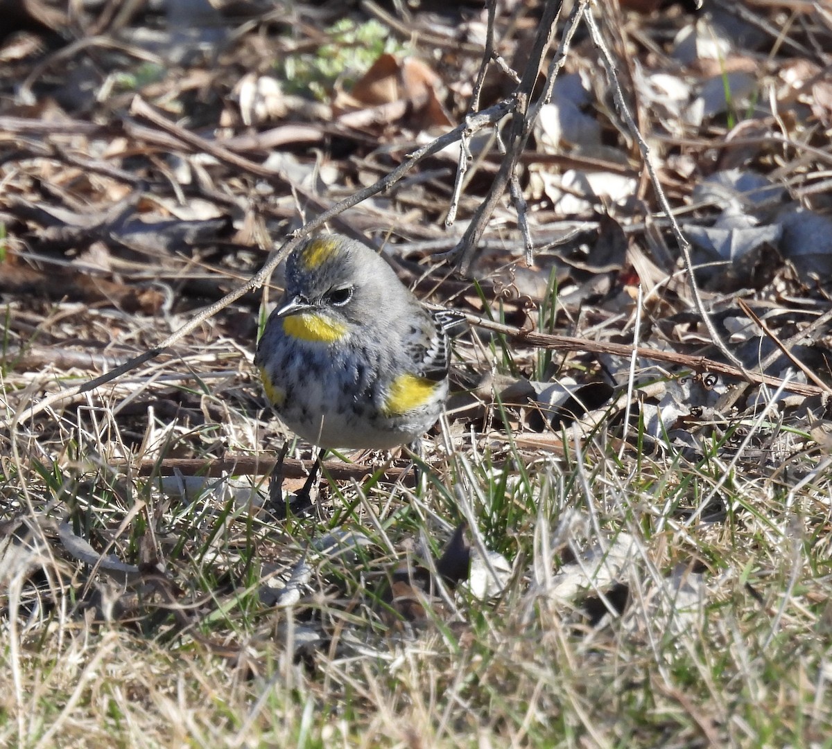 Yellow-rumped Warbler (Audubon's) - ML614454036