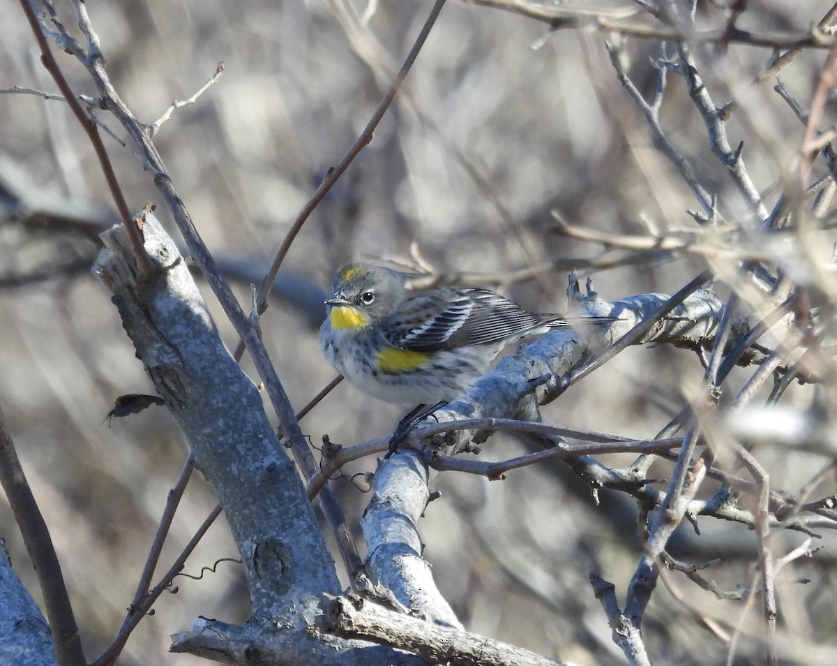 Yellow-rumped Warbler (Audubon's) - ML614454044
