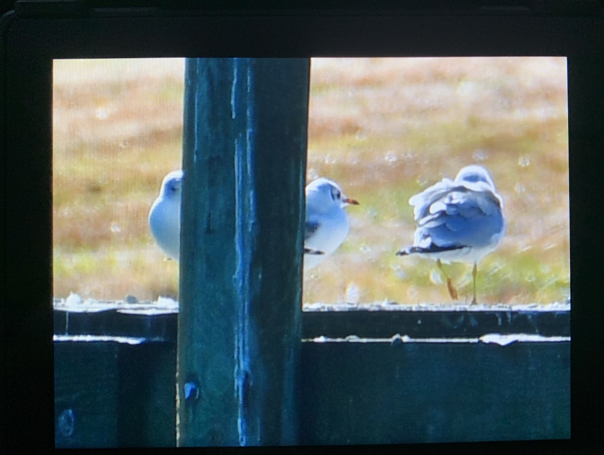 Mouette rieuse - ML614454046