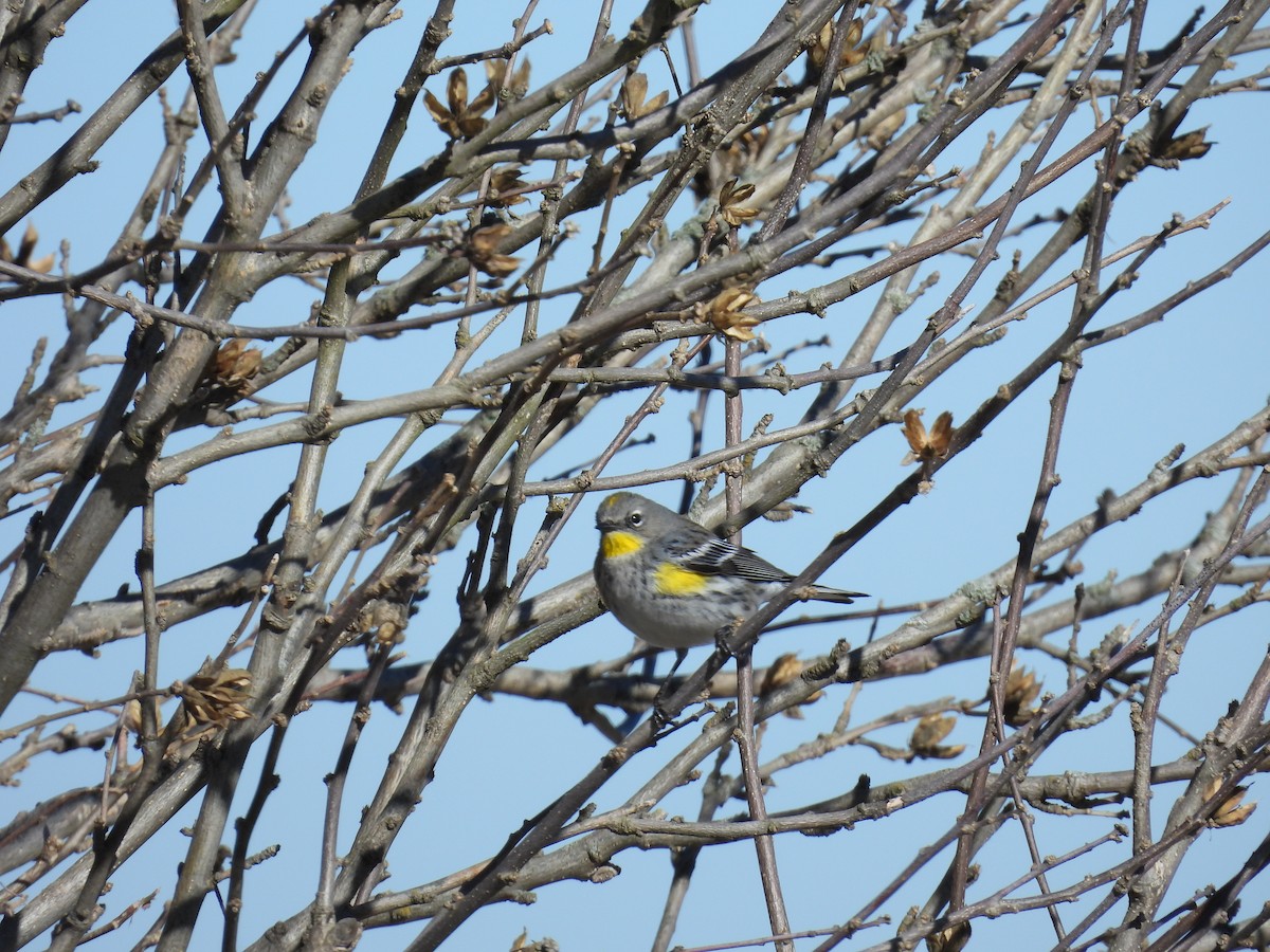 Yellow-rumped Warbler (Audubon's) - ML614454052