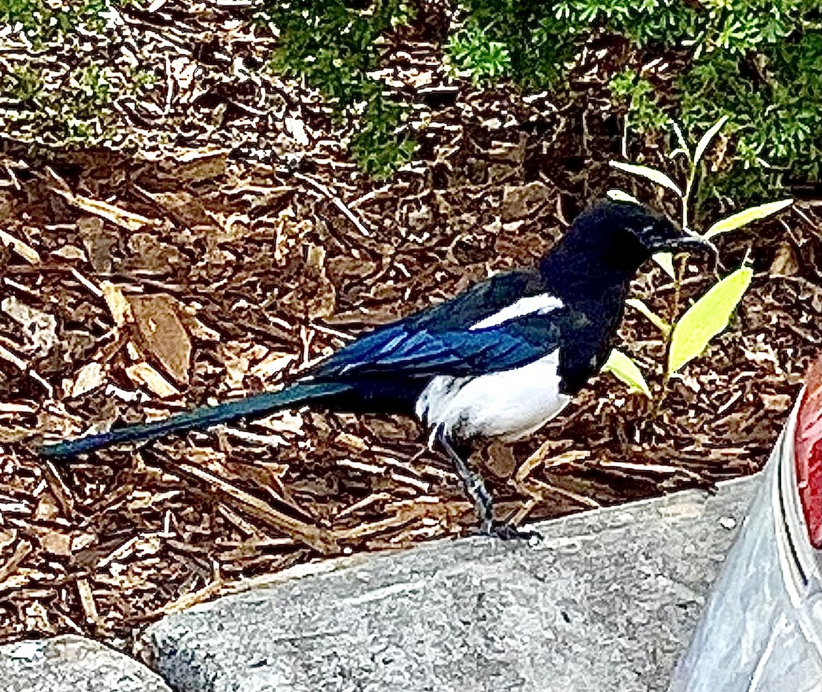 Black-billed Magpie - ML614454095