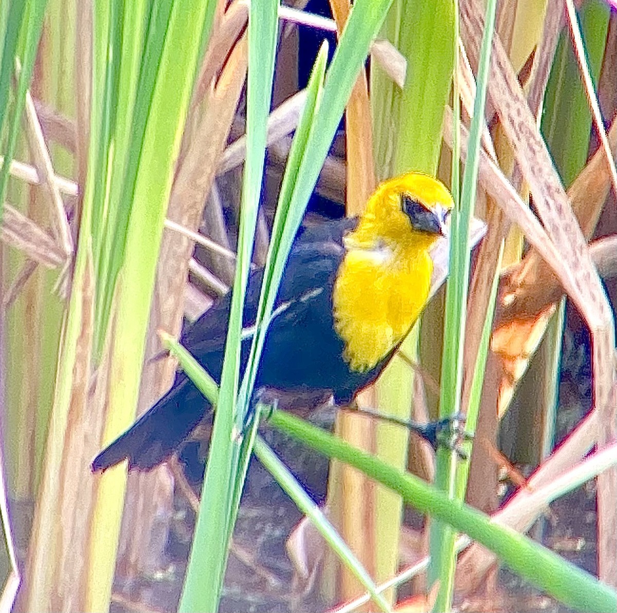 Yellow-headed Blackbird - ML614454107