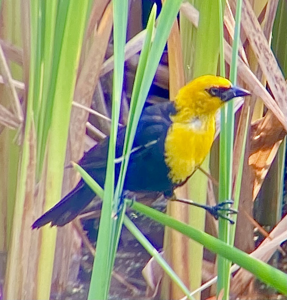 Yellow-headed Blackbird - ML614454108