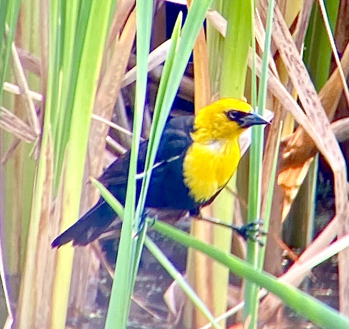 Yellow-headed Blackbird - ML614454109