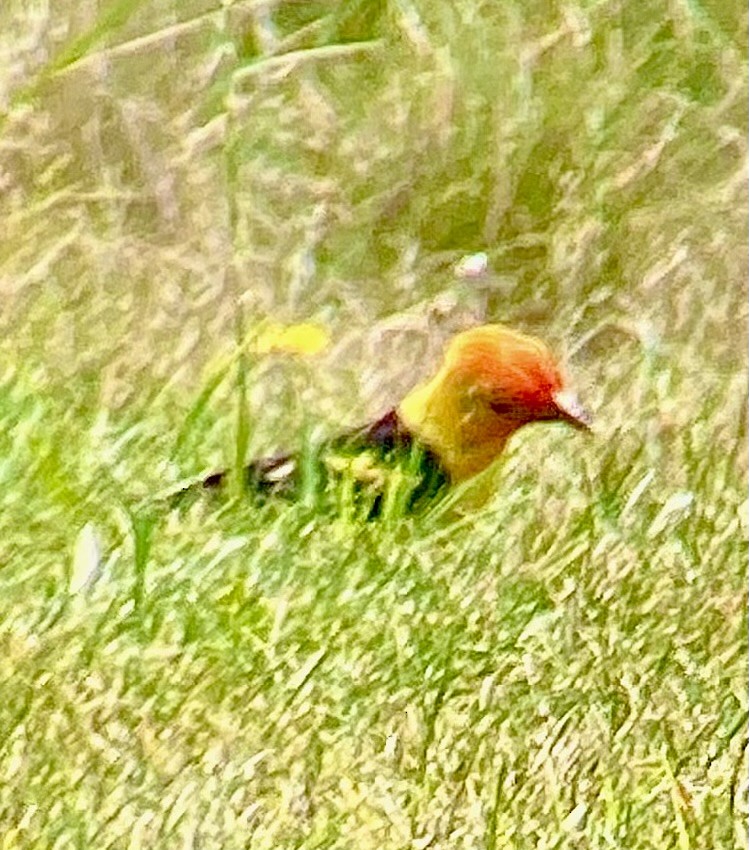 Western Tanager - ML614454119