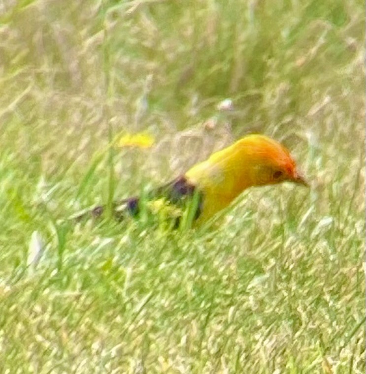 Western Tanager - ML614454120