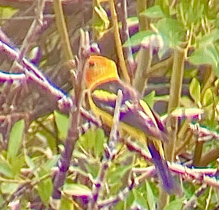 Western Tanager - Adrien C