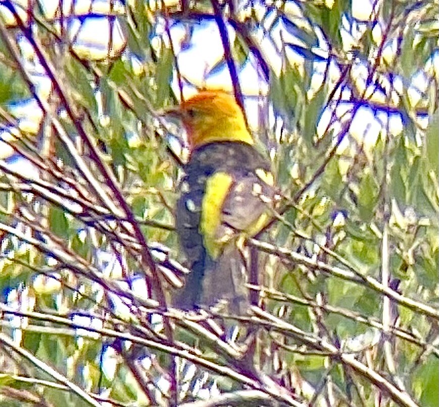 Western Tanager - ML614454122