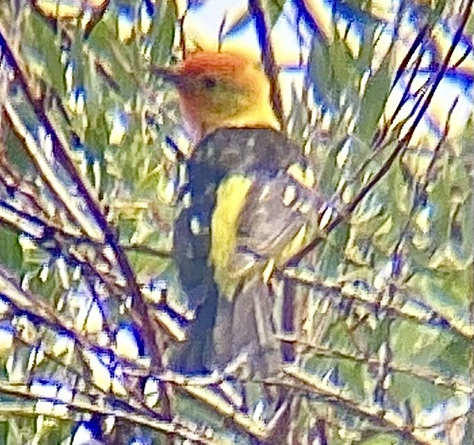 Western Tanager - ML614454123