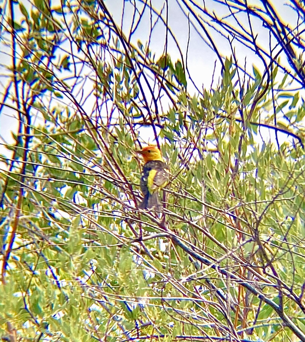 Western Tanager - ML614454124