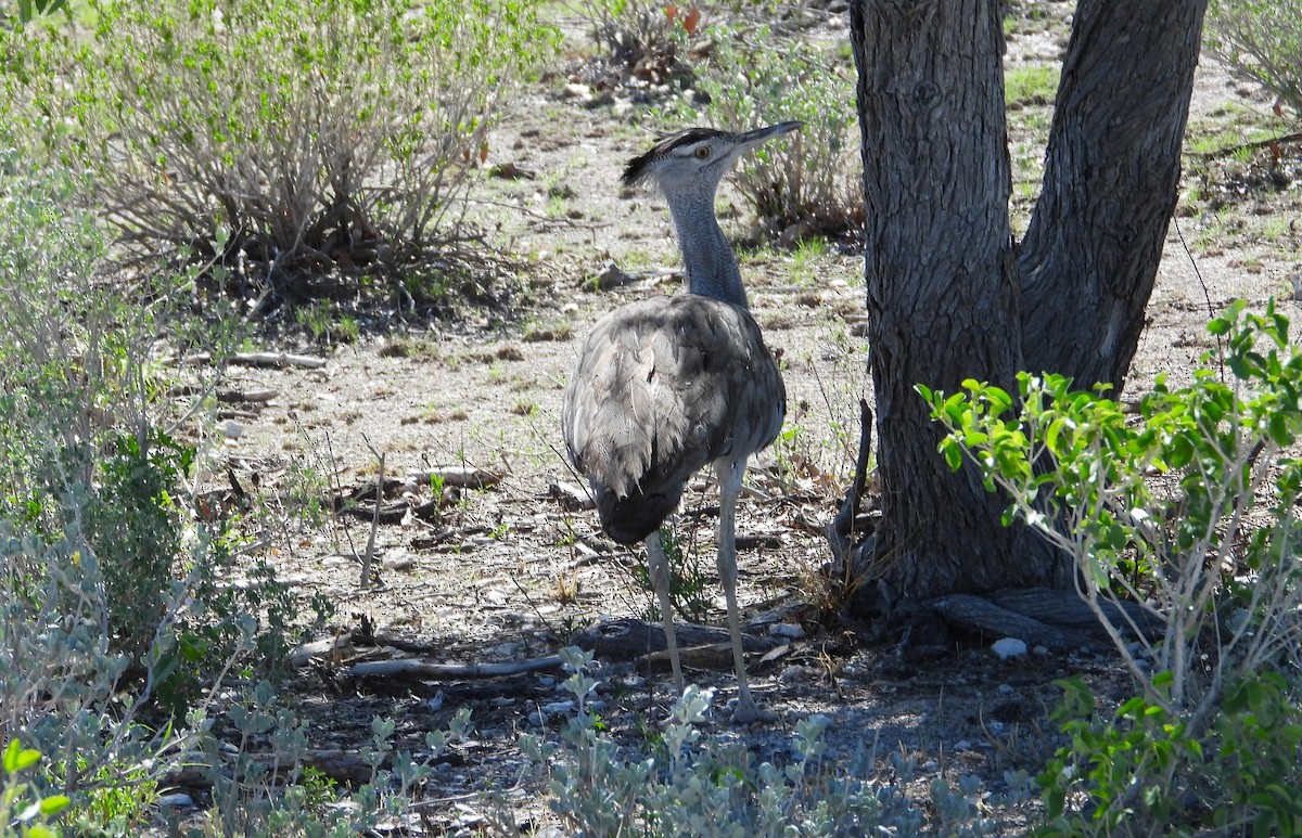 Kori Bustard - ML614454147