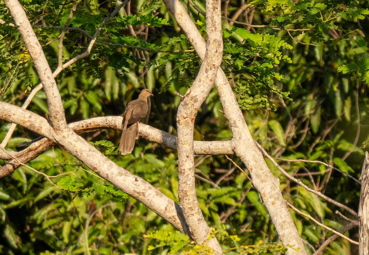 Flores Sea Cuckoo-Dove - ML614454180