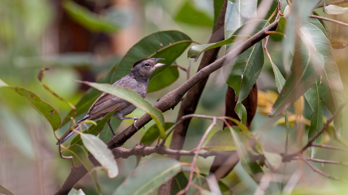 Pileated Finch - ML614454218