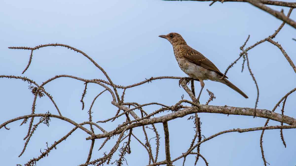 Pale-breasted Thrush - ML614454264