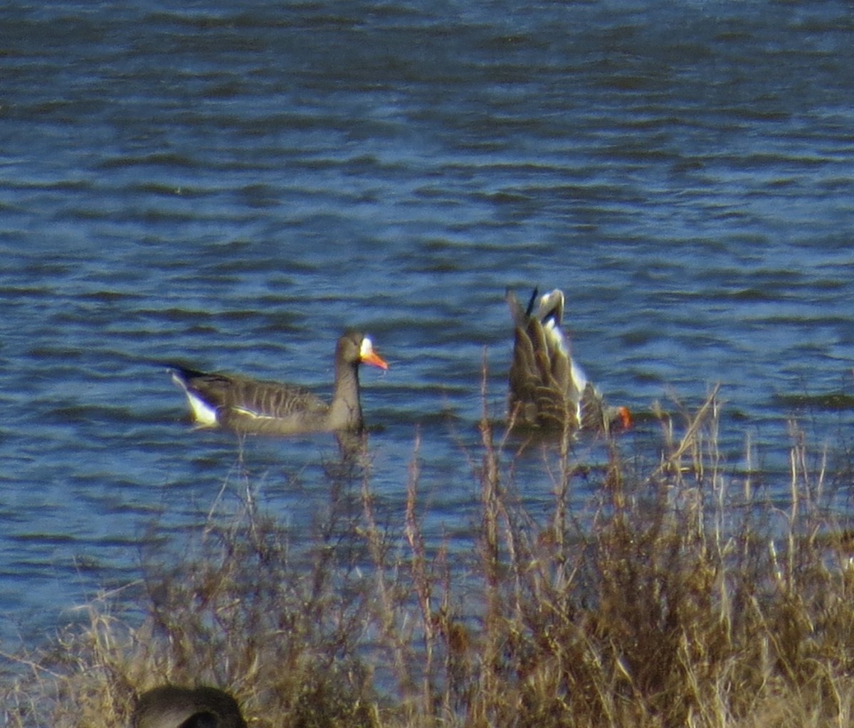 Greater White-fronted Goose - ML614454343