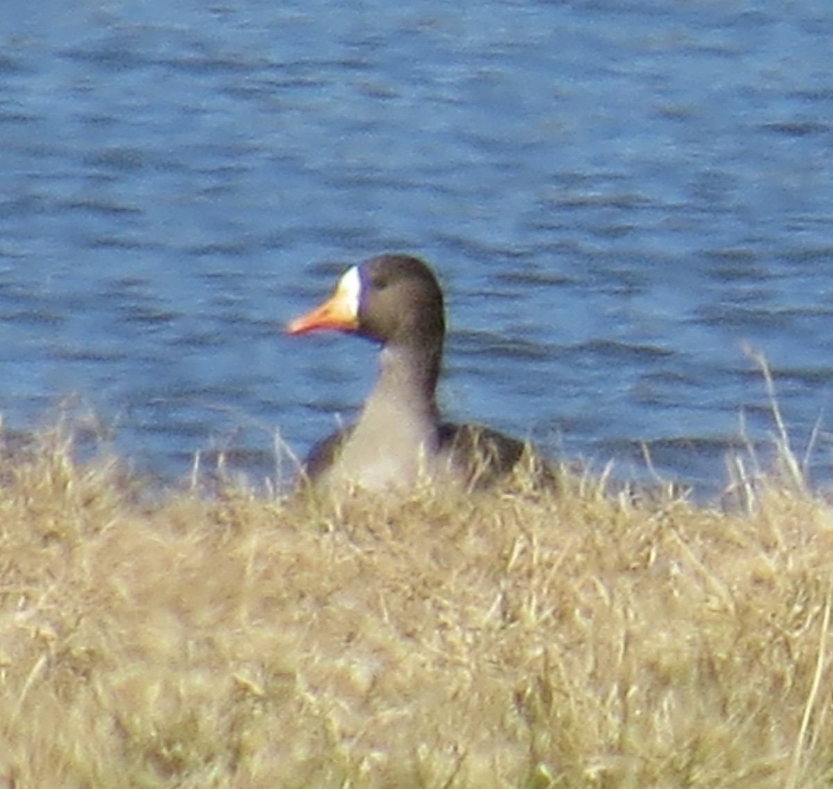 Greater White-fronted Goose - ML614454344