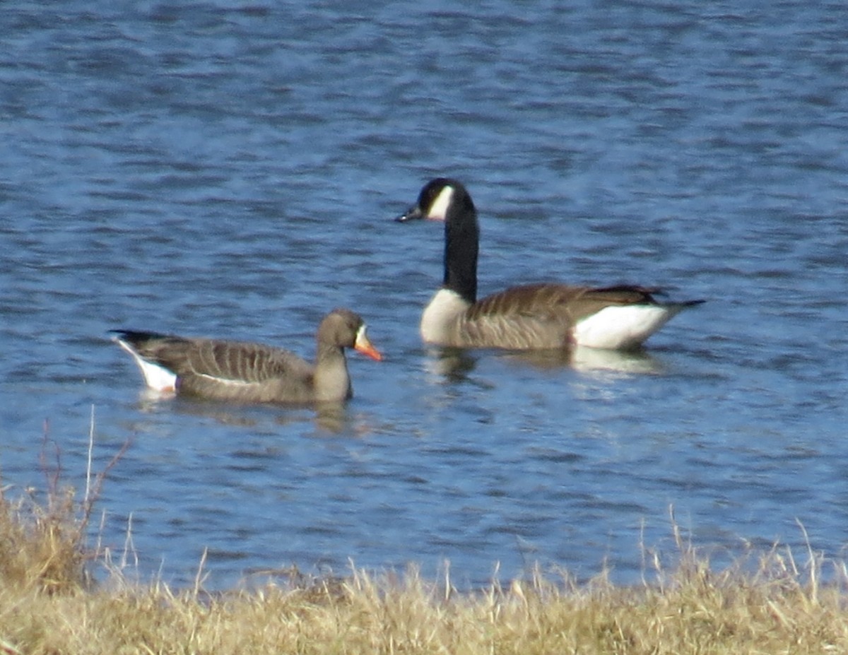 Greater White-fronted Goose - ML614454345