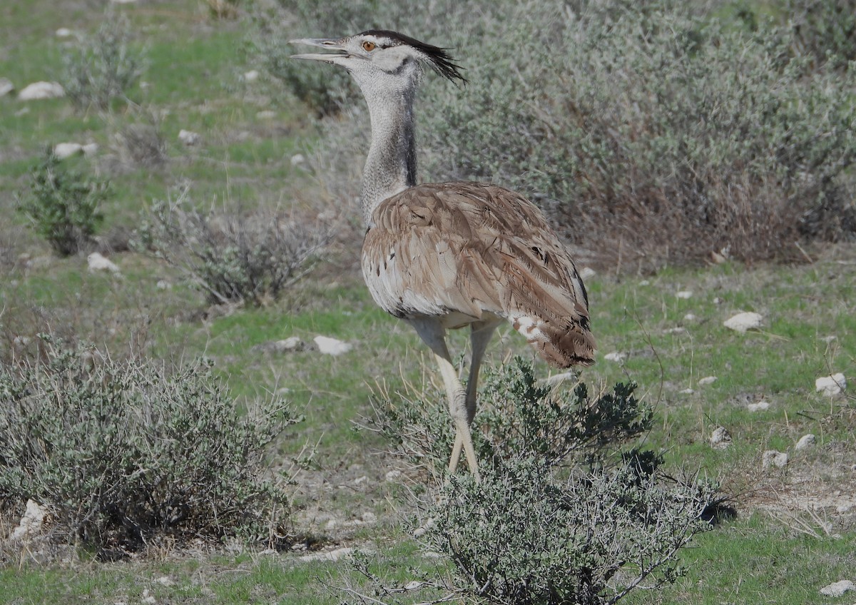 Kori Bustard - ML614454356