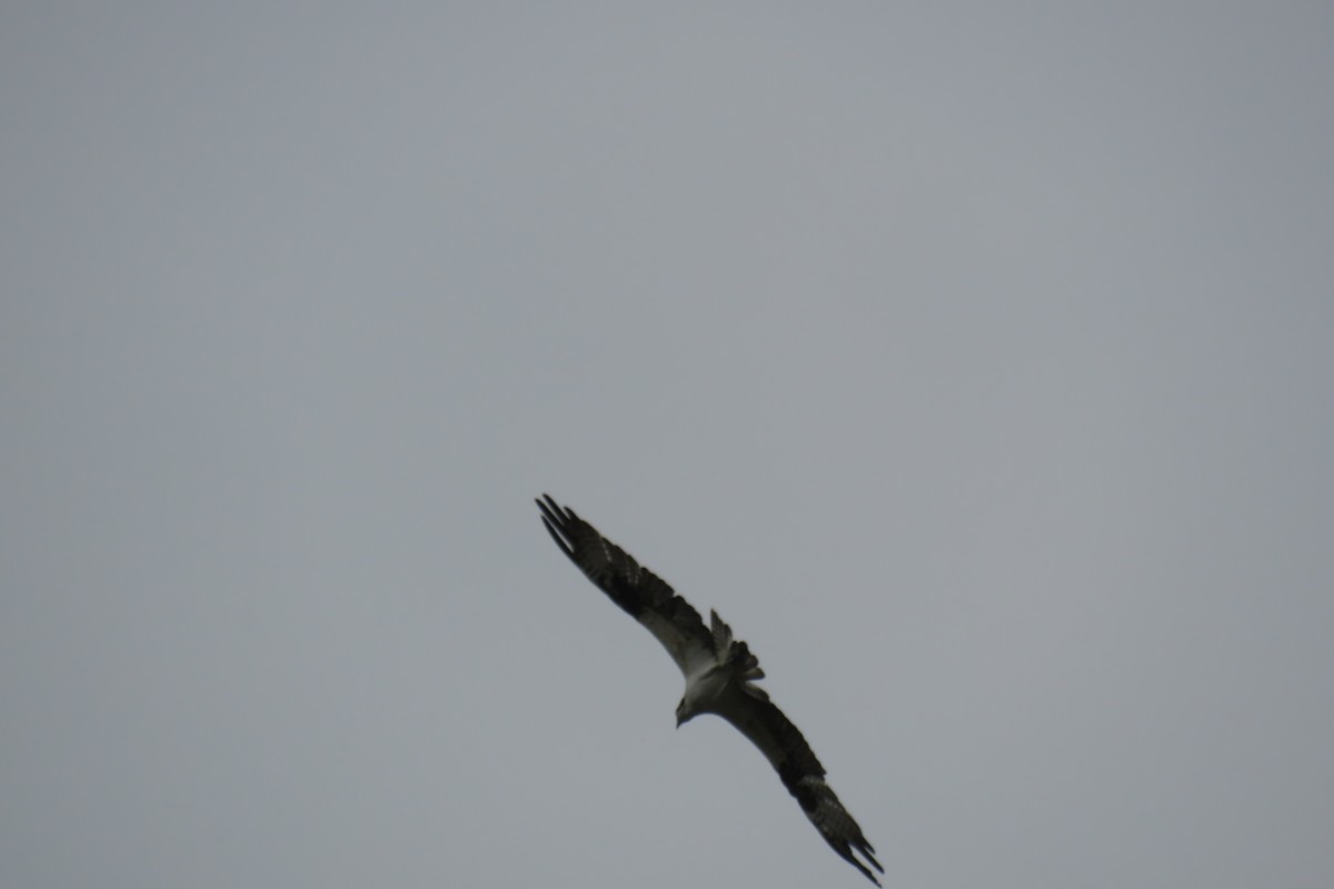 Balbuzard pêcheur - ML614454372