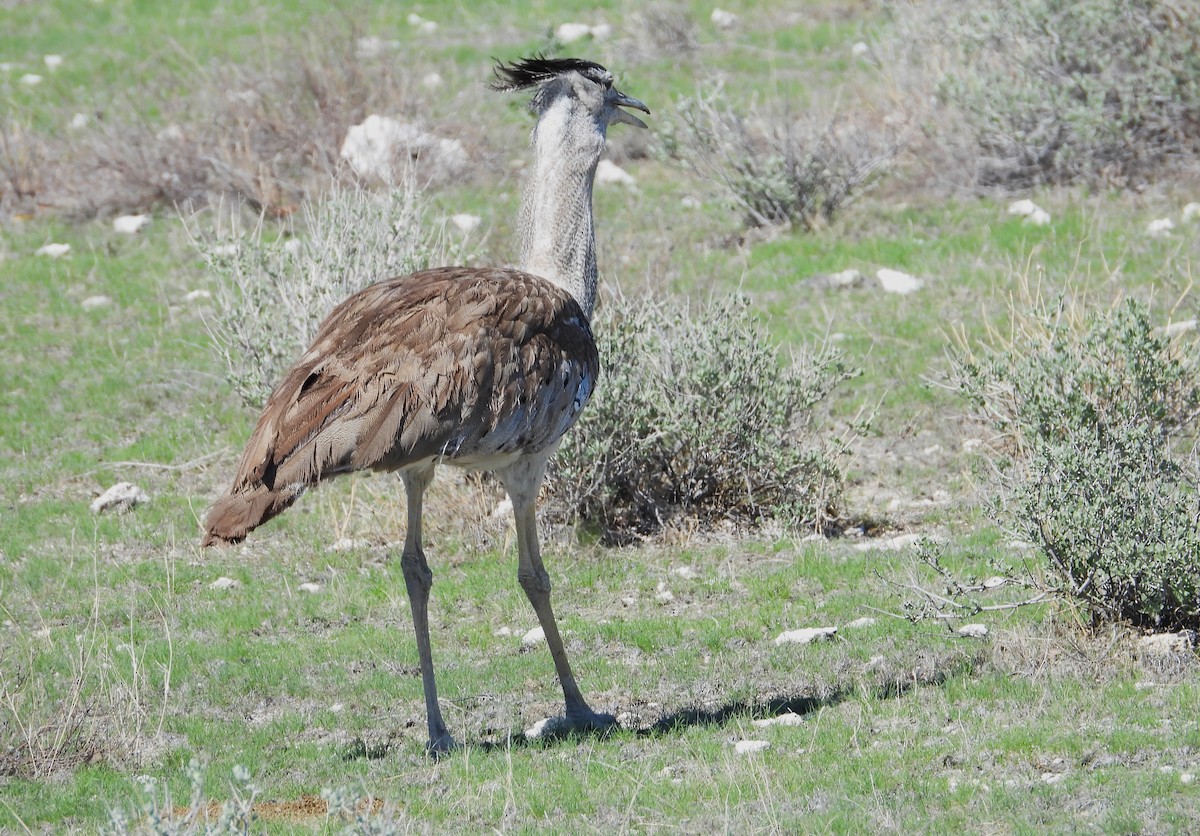 Kori Bustard - ML614454379