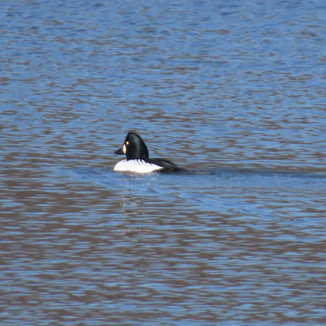 Common Goldeneye - ML614454398