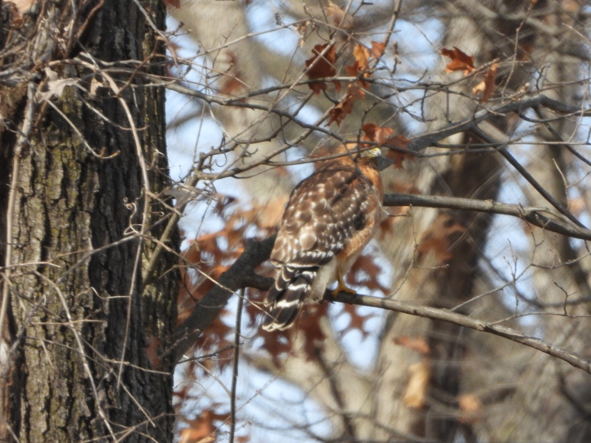 Red-shouldered Hawk - ML614454400