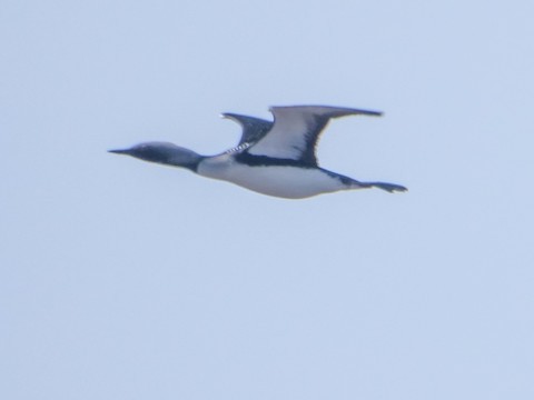 Pacific Loon - ML614454449