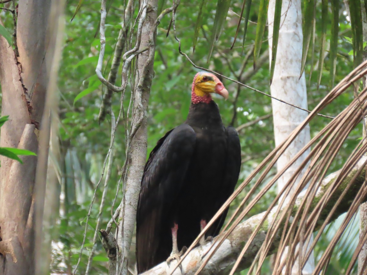 Greater Yellow-headed Vulture - ML614454469