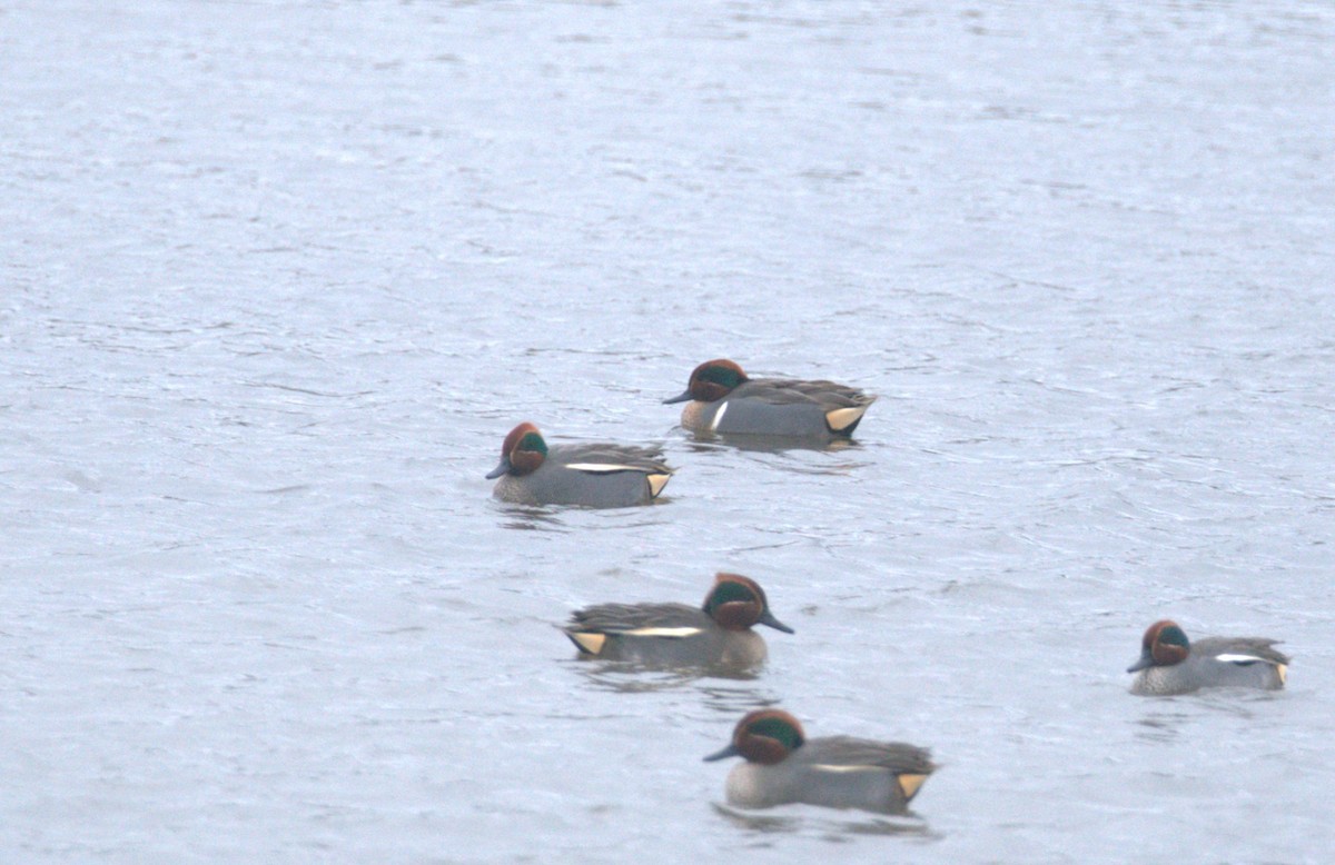 小水鴨(carolinensis) - ML614454476