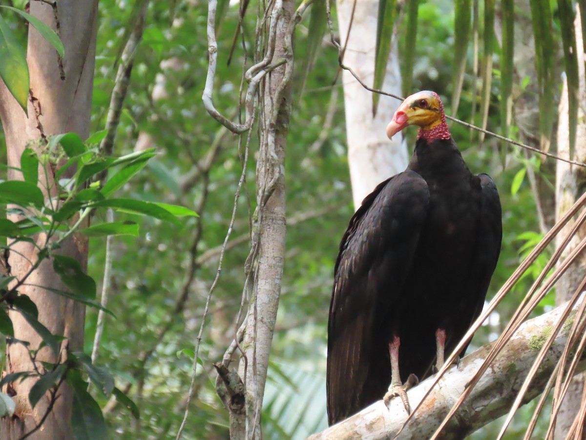 Greater Yellow-headed Vulture - ML614454481