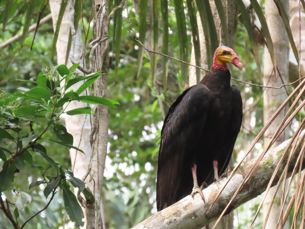 Greater Yellow-headed Vulture - ML614454486