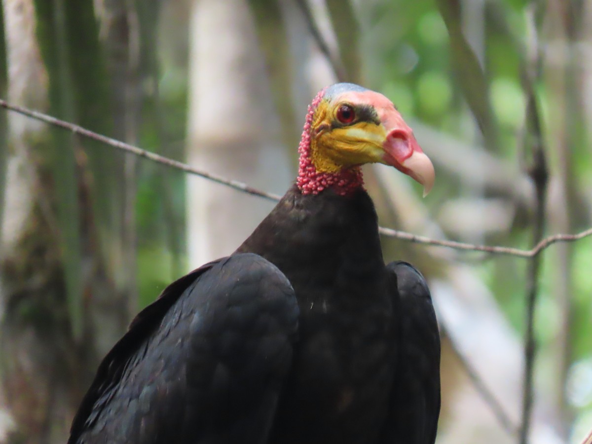 Greater Yellow-headed Vulture - ML614454489