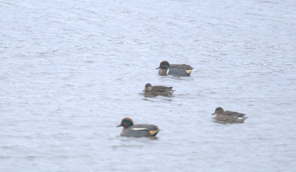 Green-winged Teal (American) - Harry Coghill