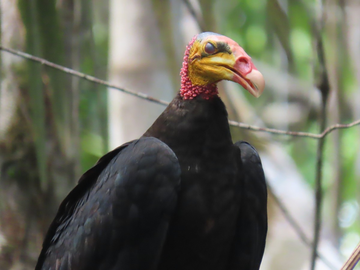 Greater Yellow-headed Vulture - ML614454493